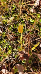 Dionaea muscipula