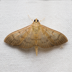 Patania silicalis