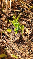 Dionaea muscipula