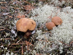 Suillus variegatus
