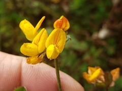 Lotus uliginosus