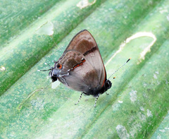 Lamprospilus collucia