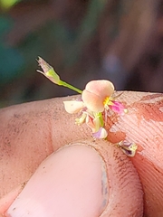 Alysicarpus ovalifolius