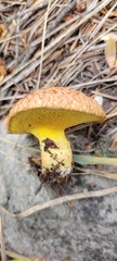 Suillus lakei