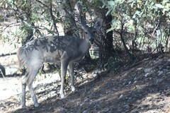 Odocoileus virginianus couesi