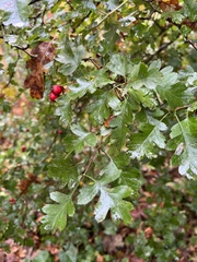 Crataegus