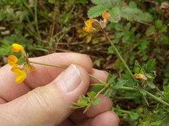 Lotus uliginosus
