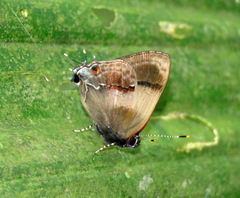 Lamprospilus collucia