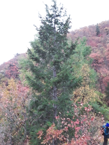 Bair Canyon Trail