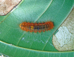 Pirascca tyriotes