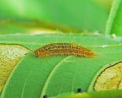 Pirascca tyriotes