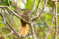 Thripophaga macroura