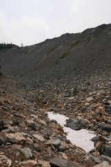 Chlamydomonas nivalis