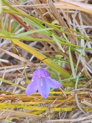 Campanula rotundifolia