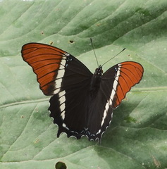 Siproeta epaphus