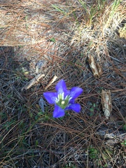 Gentiana autumnalis