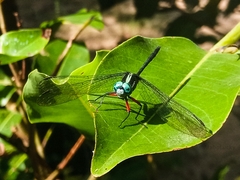 Oxythemis phoenicosceles