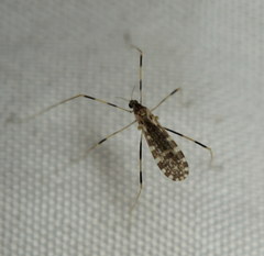 Erioptera caliptera