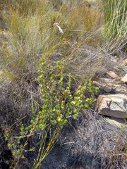 Cliffortia teretifolia