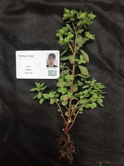 Euphorbia peplus