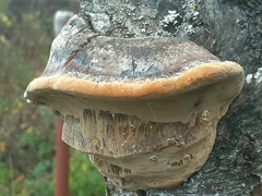 Phellinus pomaceus