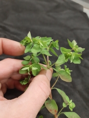 Euphorbia peplus