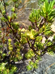 Cliffortia teretifolia