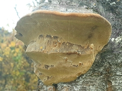 Phellinus pomaceus
