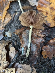 Psilocybe cyanescens