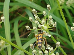 Rutpela maculata