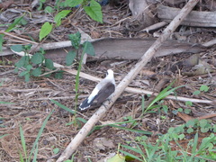 Fluvicola nengeta