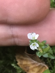 Veronica serpyllifolia serpyllifolia