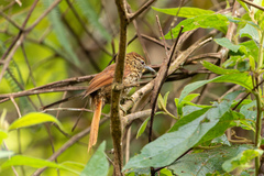 Thripophaga macroura