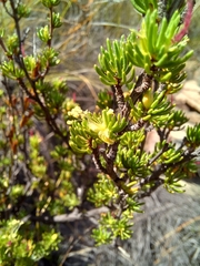 Cliffortia teretifolia