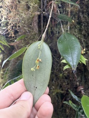 Lepanthes rhynchion