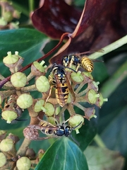 Vespula germanica