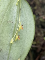 Lepanthes rhynchion