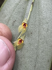 Lepanthes rhynchion