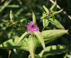 Centaurea phrygia pseudophrygia