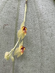 Lepanthes rhynchion