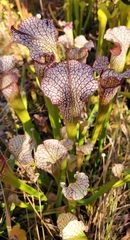 Sarracenia