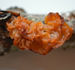 Tremella mesenterica