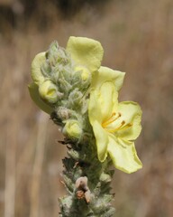 Verbascum phlomoides