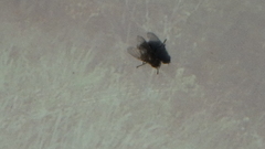 Calyptratae