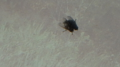 Calyptratae