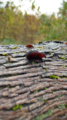 Auricularia auricula-judae