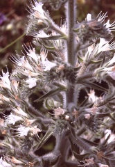 Echium italicum