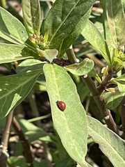 Cycloneda sanguinea