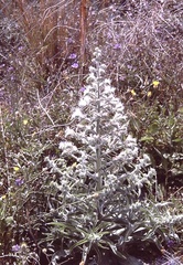 Echium italicum