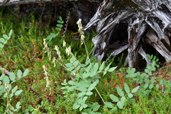 Astragalus frigidus